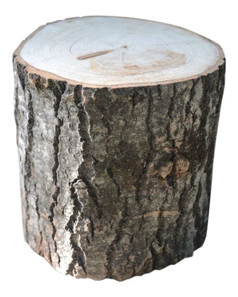 aspen tree stump large     diameter     tall etsy