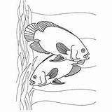 Coloring Archerfish sketch template