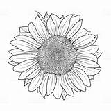 Sonnenblume Ausmalbilder sketch template