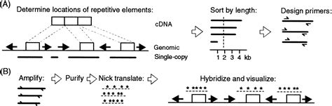 sequence based design  single copy genomic dna probes
