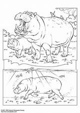 Coloring Hippopotamus Pages Edupics sketch template