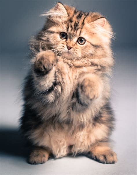 fluffy katjes google zoeken schattige kittens schattige dieren