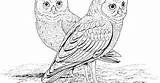 Owl Coloring sketch template