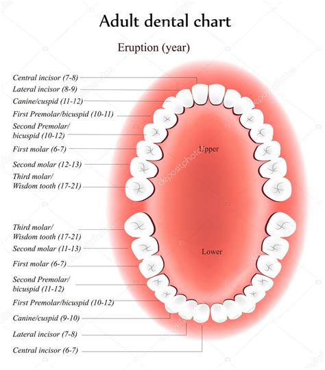 adult teeth anatomy stock vector  megija