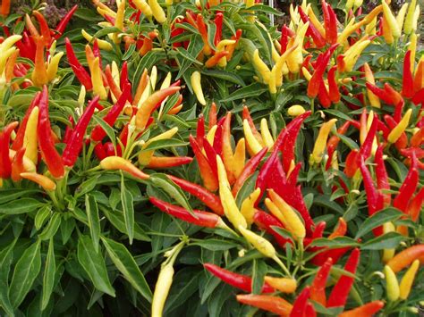 ornamental pepper chilly chili   america selections