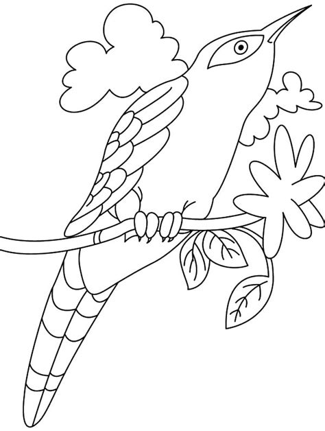 drawing cuckoo bird coloring pages coloring sky