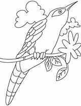 Bird Cuckoo Drawing Coloring Pages Coloringsky Loca Easy Designlooter Sheet Sky Drawings Kids Template 795px 7kb sketch template