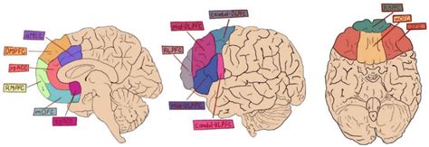 brain sciences  full text  enhancement   medial