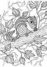 Pages Adult Coloring Colouring Squirrel Sheets Craft Choose Board sketch template