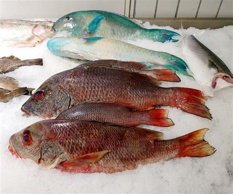 lucjan czerwony ryby ryby swieze ryby ryby   lucjan czerwony