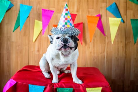descobrir  imagem happy birthday  dog images brthptnganamst