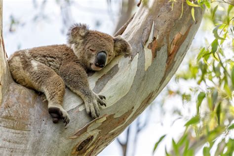 koalas  sloths related ancestry unveiled animal hype