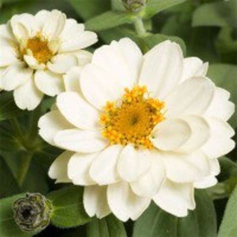 white flower seeds zinnia profusion   etsy
