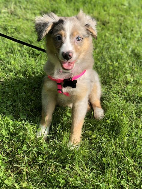 miniature australian shepherd puppies  sale saratoga springs ny