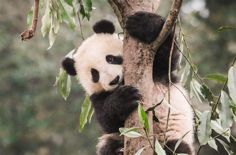decoding pandas come hither calls the new york times