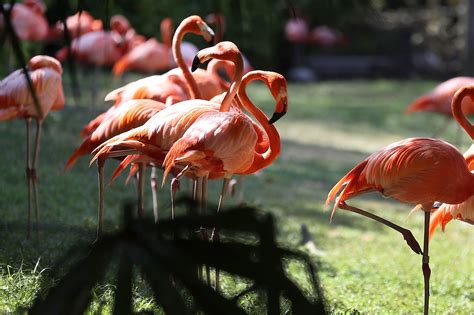 floridas long lost wild flamingos  hiding  plain sight ncpr news