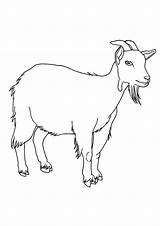 Goat Ziege sketch template
