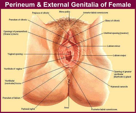 female genitalia image 4 fap
