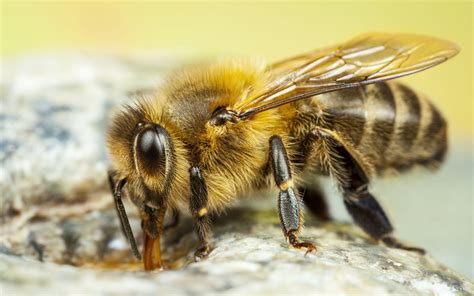 insect european honey bee honey scientific   bee apis mellifera
