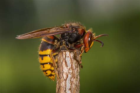 asian giant hornets  killer hornets    identify