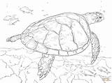Turtle Coloring Realistic Sea Pages Hawksbill Printable Drawing Animal Turtles Leatherback Ocean Detailed Animals Color Sheets Loggerhead Print Baby Under sketch template