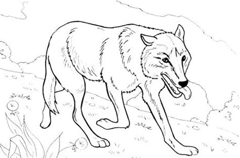 realistic wolf coloring pages hard bestappsforkidscom
