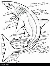 Whale Megalodon Destiny Vikings Print sketch template