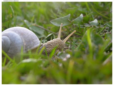 walking snail  photo  freeimages