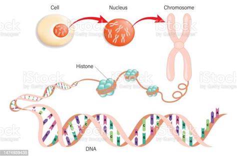 Ilustración De Diagrama De Estructura Celular Cromosoma Histona Y Adn Y