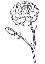 Carnation Coloring Drawing Pages Flower Carnations Farran Printable Simple Flowers Outline Clipart Yellow Drawings sketch template