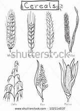 Rye Designlooter Millet Wheat Oat sketch template