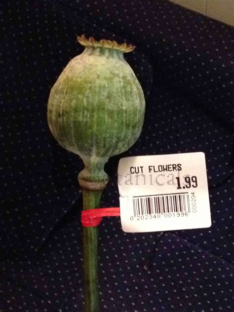 Green Somniferum Opium Poppy Pod Organical Botanicals