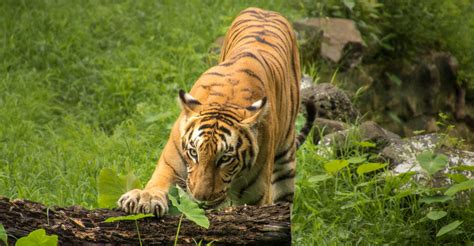 sunderban royal bengal tiger tour target tours