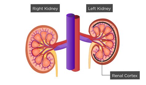 renal internal anatomy kidney