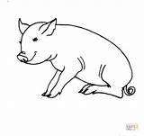 Pig Sitting Coloring Pages Printable Supercoloring Drawing Color sketch template