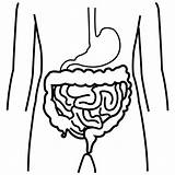 Intestinos Coloring Intestine Human Comment First sketch template