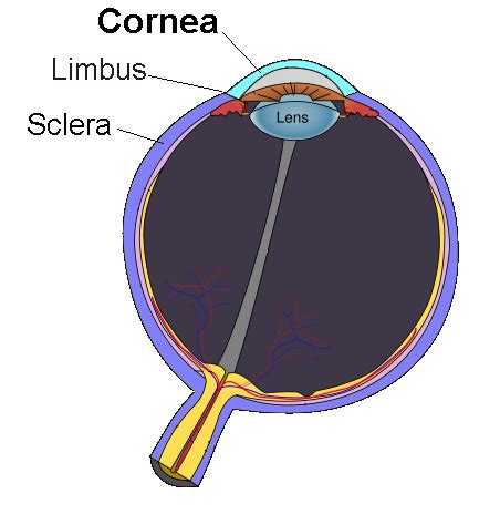 cornea wikipedia