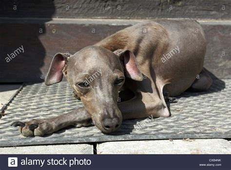 werl greyhound italian greyhound stock photo alamy