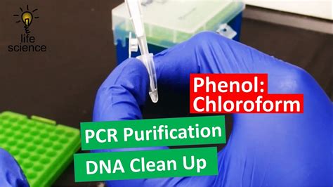 Dna Extraction Improved Phenol Chloroform Method Youtube