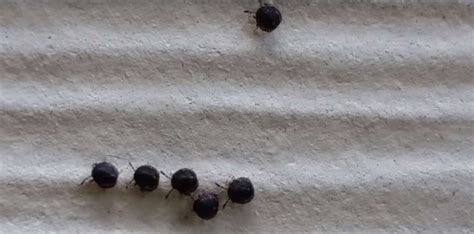 video heights mom spots mysterious bugs on side of house