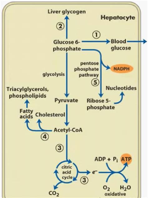 metabolism  glucose  liver tissues  glucose  phoshate