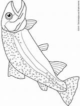 Trout Coloring Pages Colouring sketch template