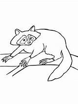 Coloring Raccoon Pages Raccoons Choose Board Cute Drawing Racoons Drawings sketch template