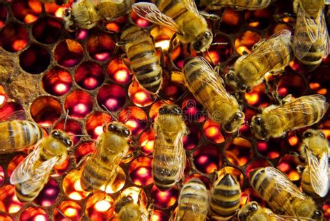 bijen binnen bijenkorf stock foto image  bijgebouw