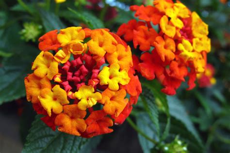 a wow worthy list of 20 orange flower with names facts and pictures