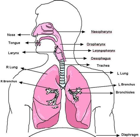 human respiratory system neet notes edurev