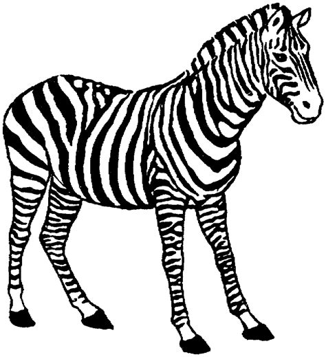 zebra coloring pages clipart  clipart