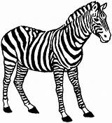 Zebra Coloring Pages Clipart Animals Clipartbest Clipartmag Marvelous Albanysinsanity sketch template