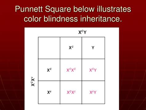 Picture 20 Of Sex Linked Color Blindness Punnett Square