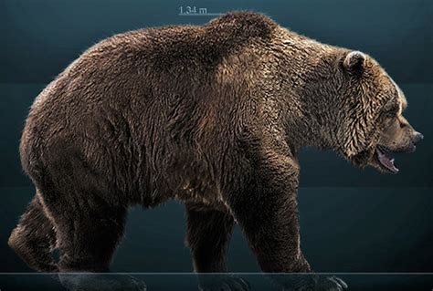 ancient cave bears surprising diet reveals  harmless doomed beast